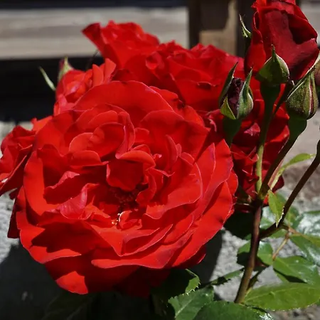 Nocleg ze śniadaniem Cornelia Sölden